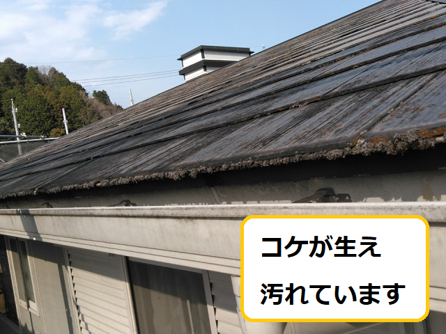 コケ　かび　藻